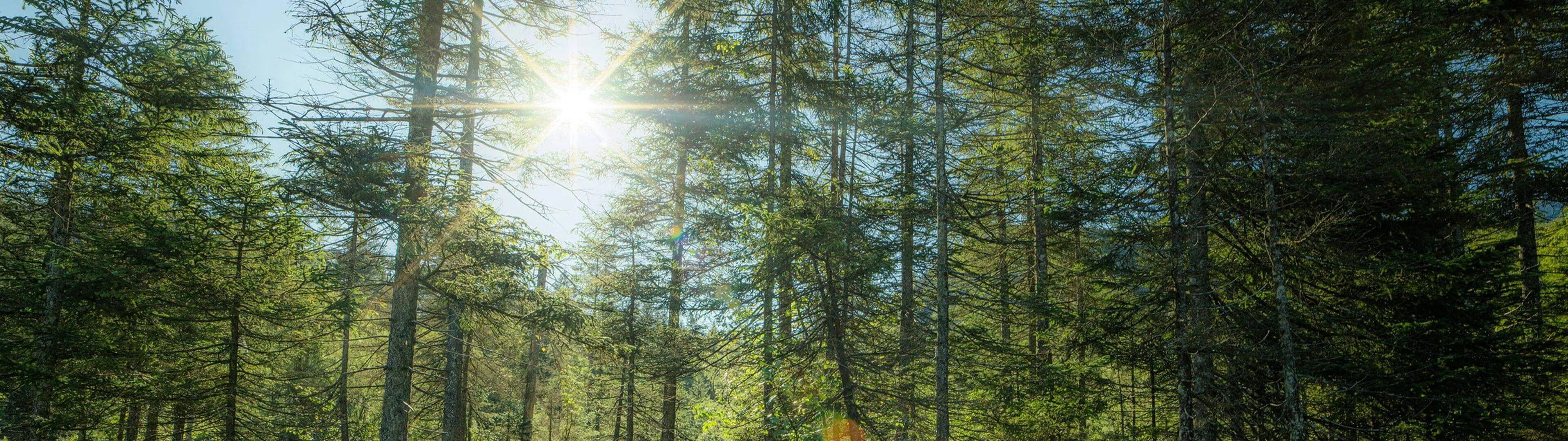 Forest with sun